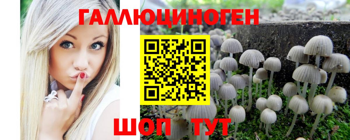 Псилоцибиновые грибы Psilocybe Пятигорск